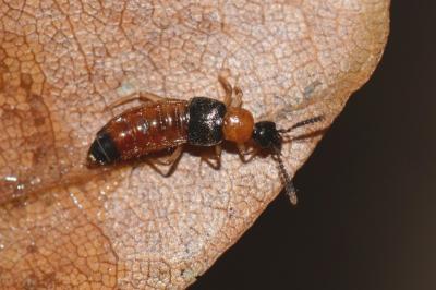 <i>Zyras collaris</i>