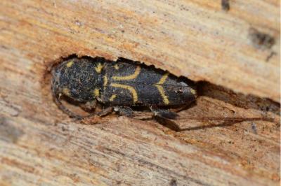<i>Xylotrechus antilope</i>