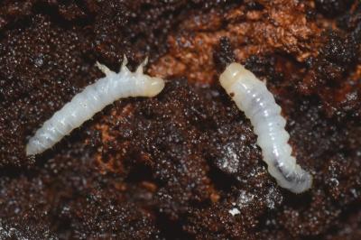 <i>Bolitophagus reticulatus</i>