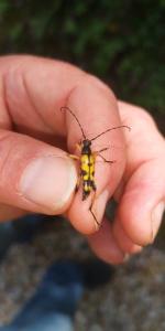 <i>Rutpela maculata</i>