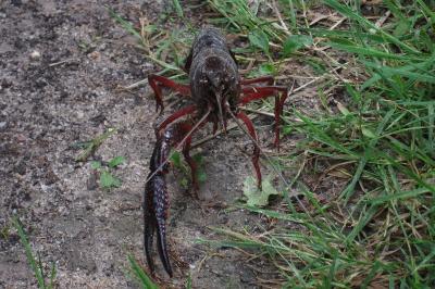 Écrevisse de Louisiane 