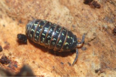<i>Armadillidium pictum</i>