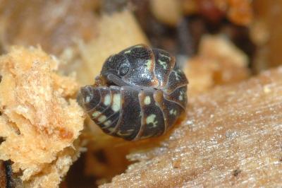 <i>Armadillidium pictum</i>