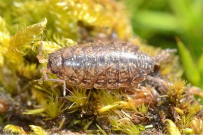 <i>Philoscia affinis</i>