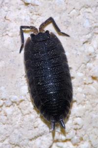 <i>Porcellio scaber</i>
