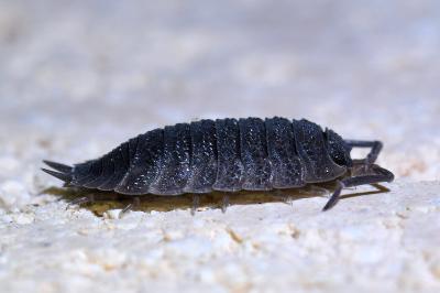 <i>Porcellio scaber</i>
