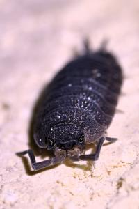 <i>Porcellio scaber</i>