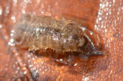 <i>Proasellus meridianus</i>