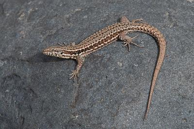 Lézard des murailles 