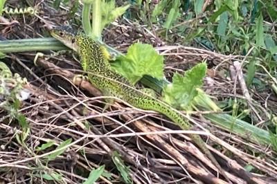 <i>Lacerta bilineata</i>