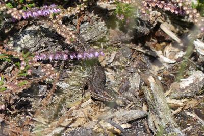 Lézard des murailles 