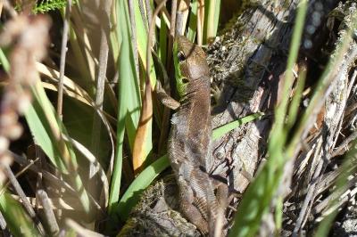 <i>Lacerta bilineata</i>