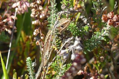 Lézard vivipare 