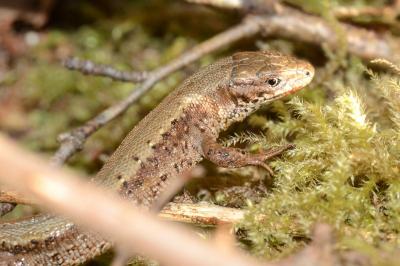 Lézard vivipare 