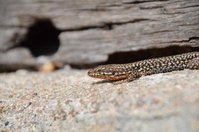 Lézard des murailles 
