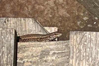 Lézard des murailles 