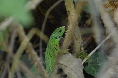 <i>Lacerta bilineata</i>