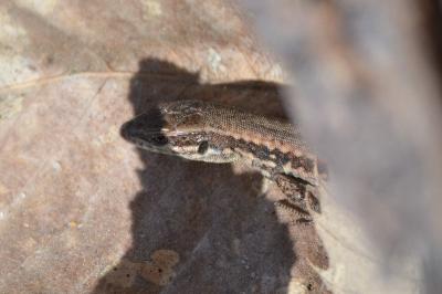 Lézard des murailles 