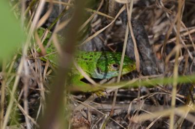 <i>Lacerta bilineata</i>