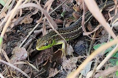 <i>Lacerta bilineata</i>