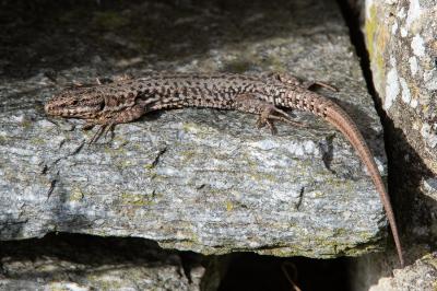 Lézard des murailles 