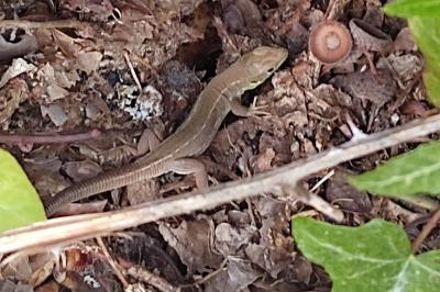 Lézard à deux raies 