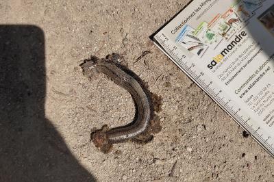 Orvet fragile 