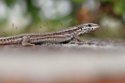 Lézard des murailles 