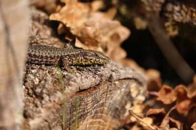 Lézard des murailles 