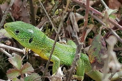 Lézard à deux raies 