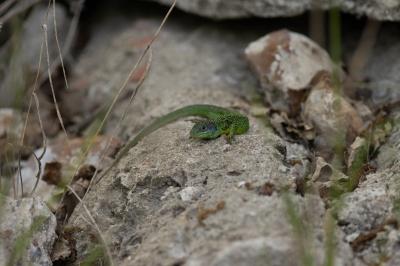 Lézard à deux raies 