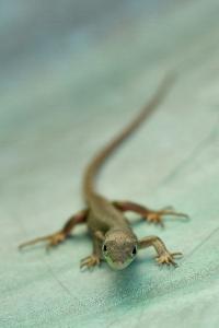 Lézard à deux raies 