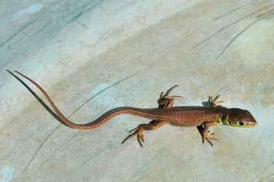 Lézard à deux raies 