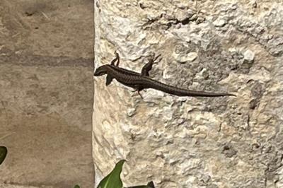 Lézard des murailles 