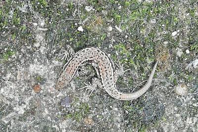 Lézard des murailles 