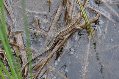 Lézard vivipare 