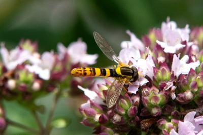 <i>Sphaerophoria scripta</i>