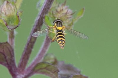 <i>Sphaerophoria</i>