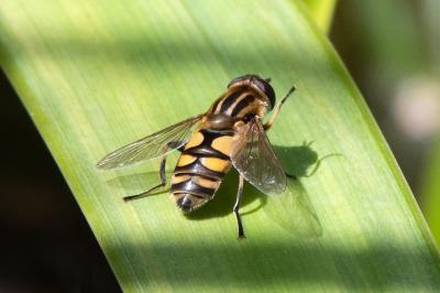 <i>Helophilus pendulus</i>