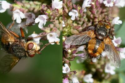 <i>Tachina fera</i>