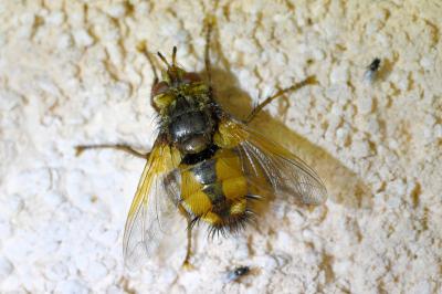 <i>Tachina fera</i>