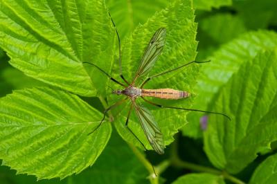<i>Tipula</i>