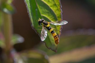 <i>Sphaerophoria scripta</i>