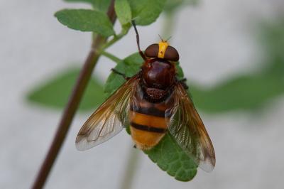 <i>Volucella zonaria</i>