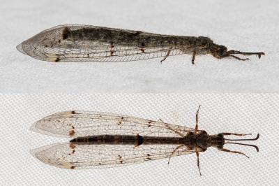 <i>Distoleon tetragrammicus</i>