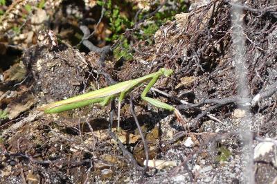 Mantis religiosa