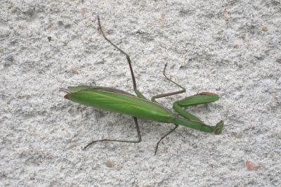 <i>Mantis religiosa</i>