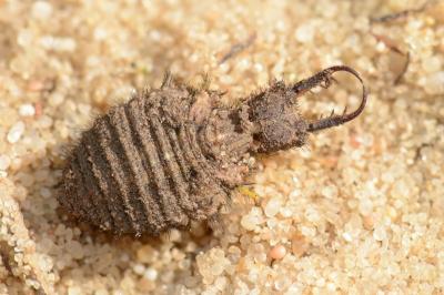 <i>Distoleon tetragrammicus</i>