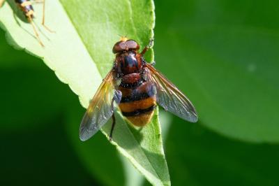 <i>Volucella zonaria</i>