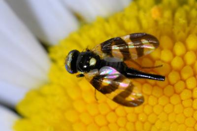 <i>Urophora quadrifasciata</i>
